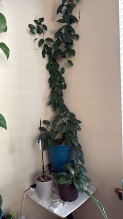 Huge & Mature Hoya Carnosa (Wax Plant) – Beautiful Climbing Vine!