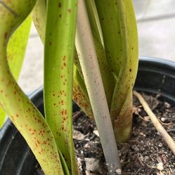 Love ❤️ plants. Amaryllis
