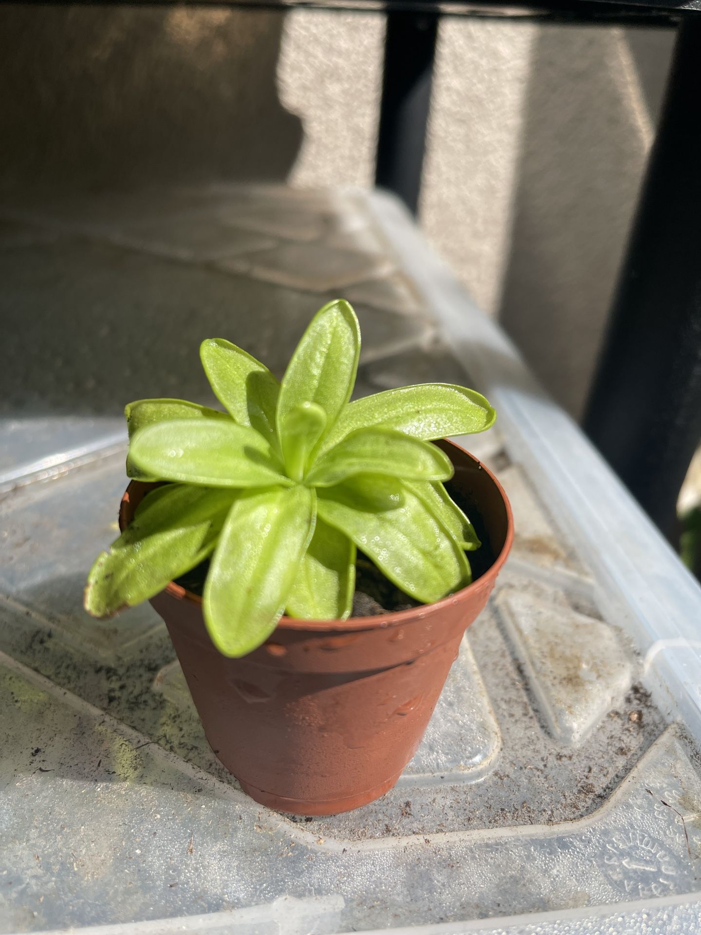 (Carnivorous Plant)2” Potted Butterwort Pinguicula