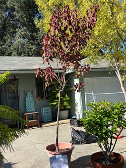 Free tree in pot