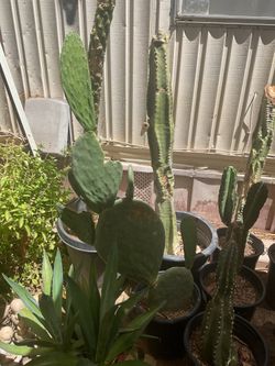Nopal plants