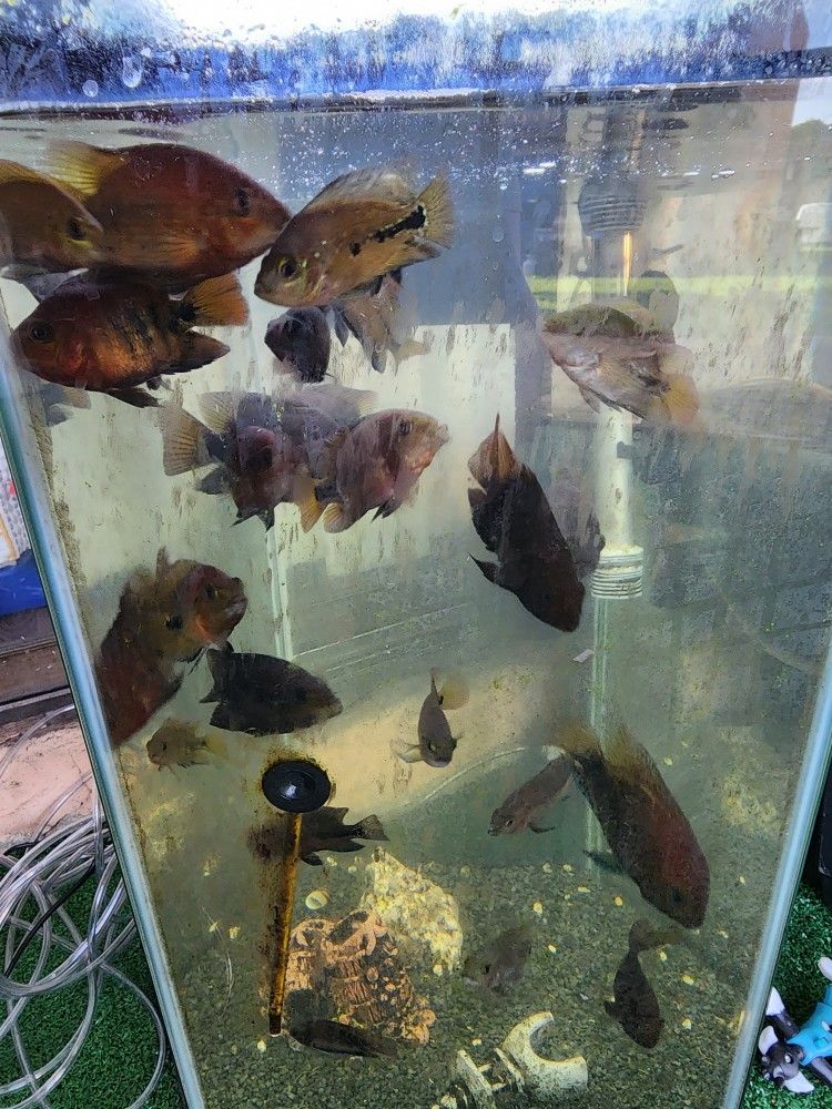 Aquarium for Sale in Fort Lauderdale, FL OfferUp