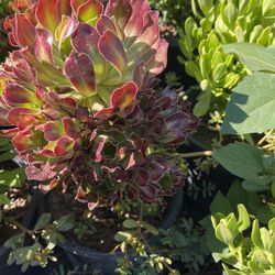 Aeonium Arboreum