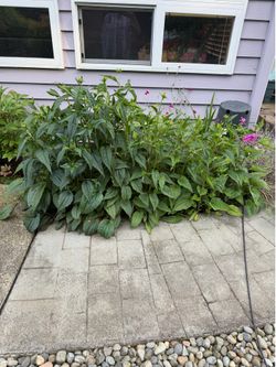 Black Eyed Susan’s Perennial Plant
