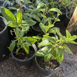 Plants To Lower Blood Sugar Very Good Used In Tea $10 Each 