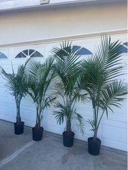 Palm indoor or outdoor 29$ each