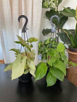 Hanging Houseplants