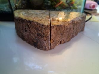 Pair of Genuine Indonesian Petrified Wood Fossil Display Pieces – 2 Pieces
Two natural petrified wood specimens from Indonesia, formed millions of yea