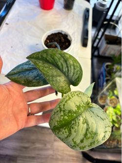 Bundle of indoor plants SALE