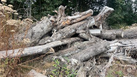 Firewood