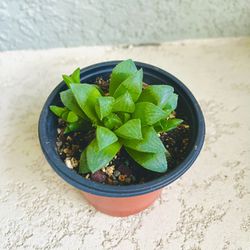 Haworthia Retusa  Plant 