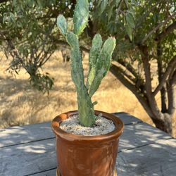 Opuntia Maverick Variegated Cacti In Ceramic Pot