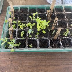 Seedlings For Sale