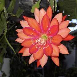 Epiphyllum 
