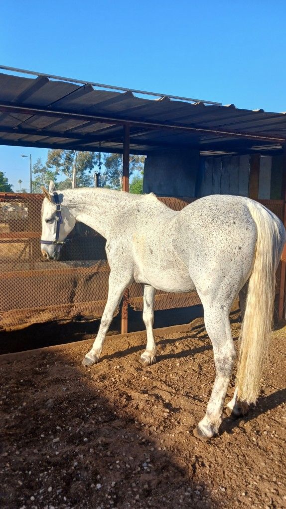 Caballeriza/boarding Horse Caballo