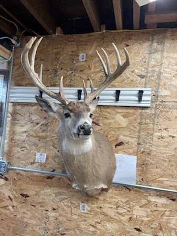 Deer Mount