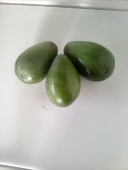 Avocados