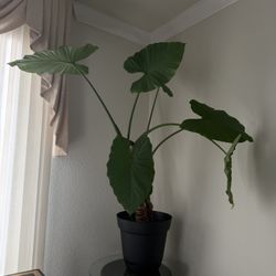 Large Elephant Ear Plant