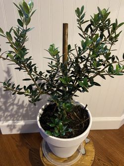Olive Tree