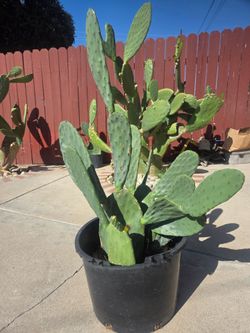 Cactus Plant