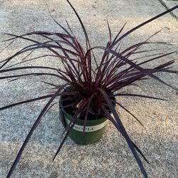 Festival Burgundy Cordyline Plant 