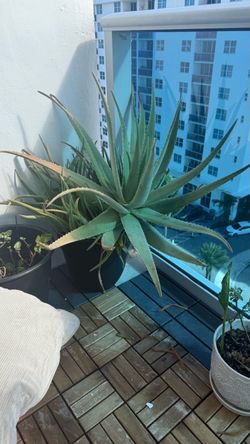 Plant