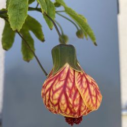 Chinese Lantern Blooming Outdoor Plant, In 5 Gallóns Pot Pick Up Only
