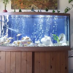 55 Gallon Fish Tank