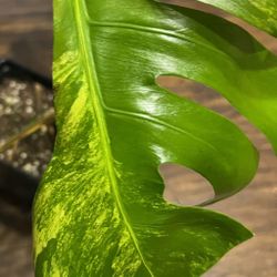 Discounted Variegated Monstera Aurea Plant Cutting (pls Read Description Below)