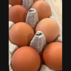 Farm Eggs 