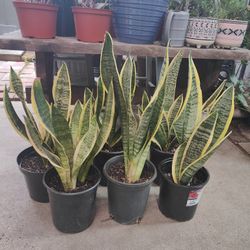 $10 Each One Snake Plant 