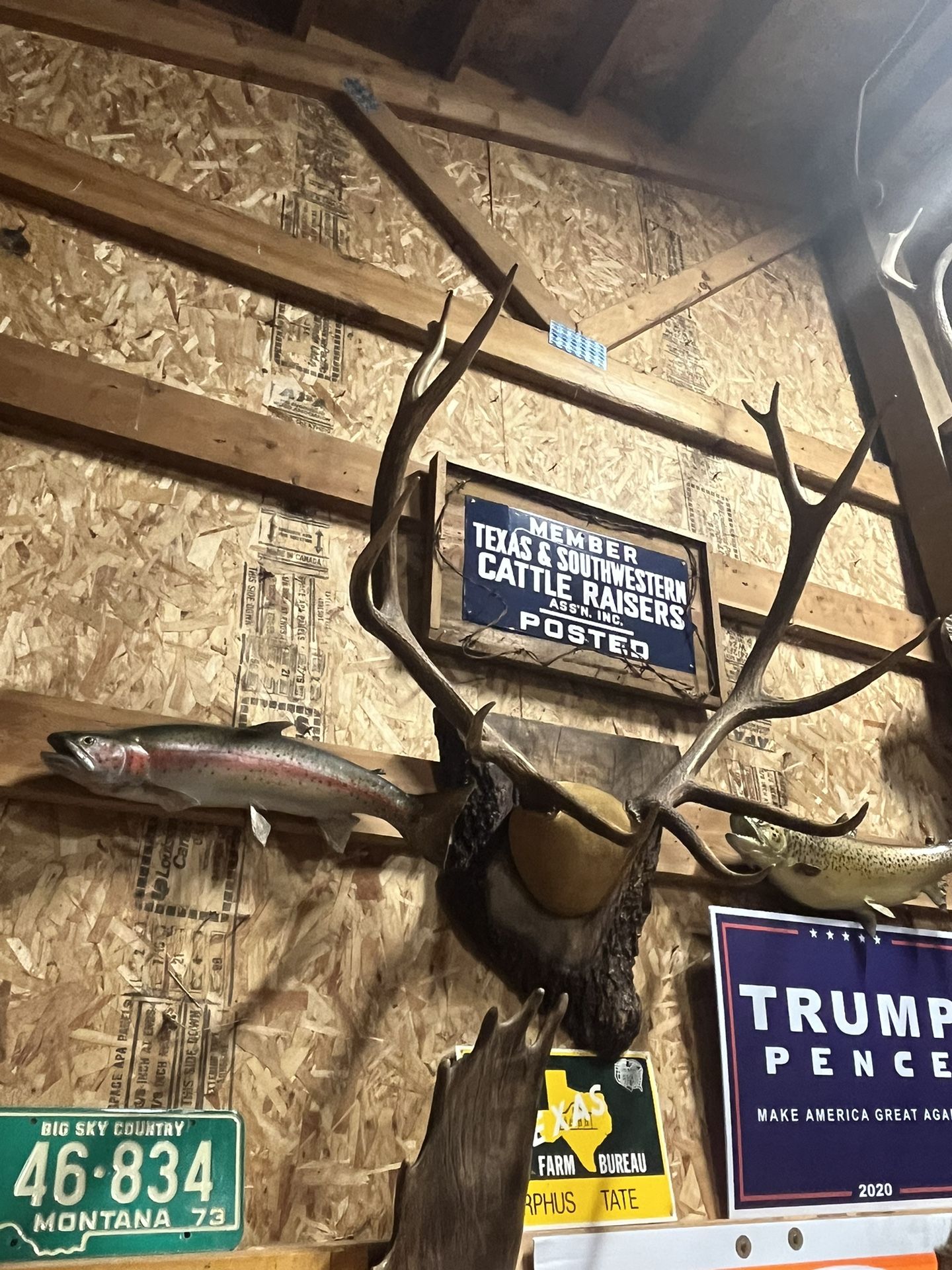 6x6 Bull Elk Horn Mount