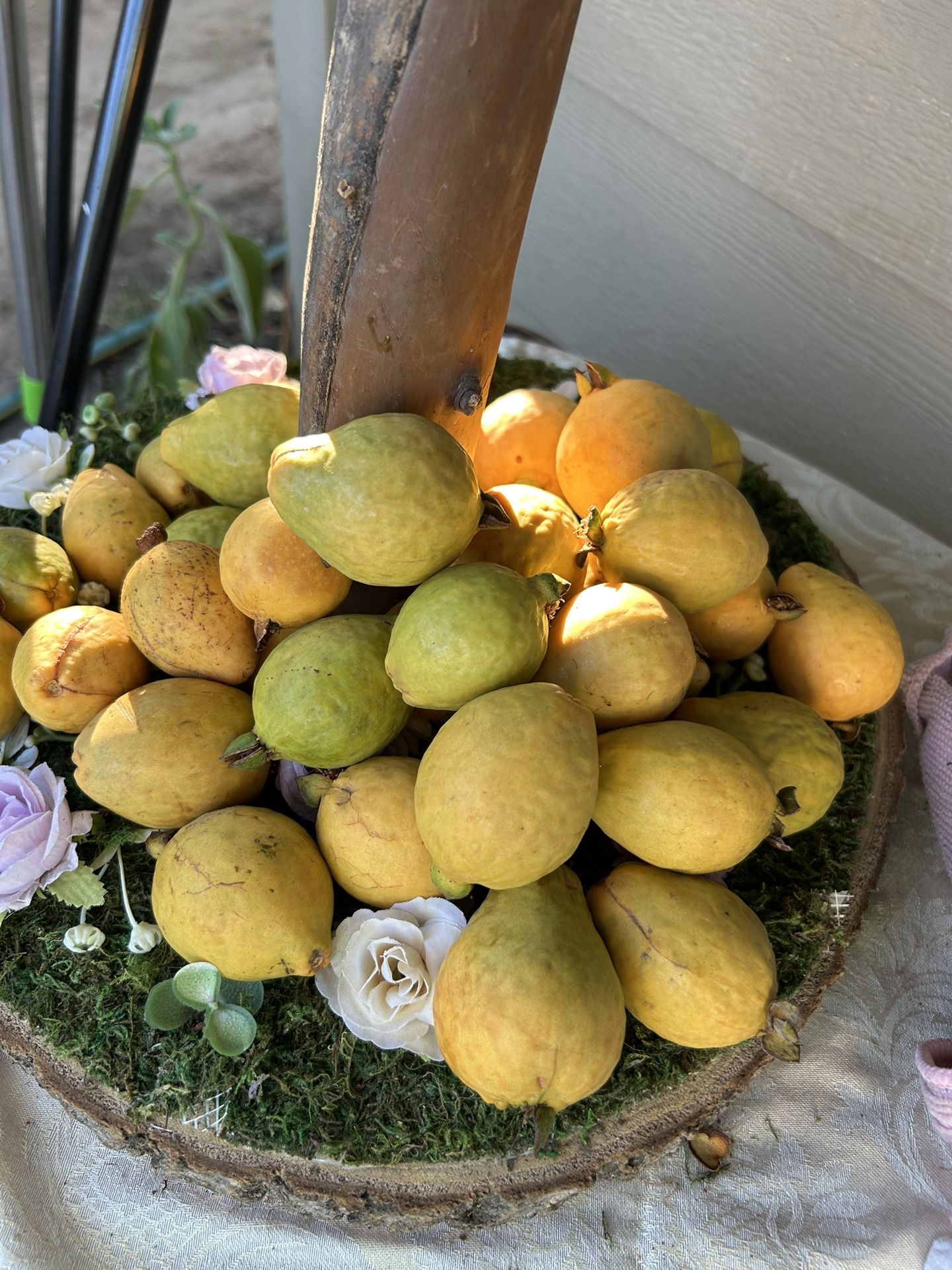 Guava 5pcs. for $1