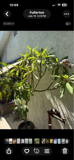 Plumeria tree