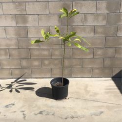 Organic Fuerte Avocado Tree For Sale