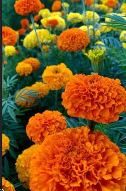 Marigolds πΊπΊπΊcempasΓΊchil