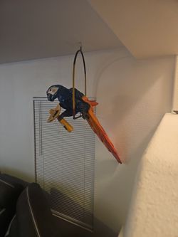 Corona Parrot Perfect
