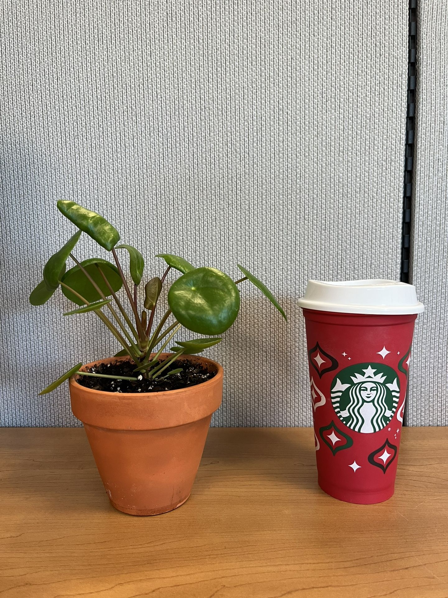 Chinese Money Plant in a 6-inch Clay Pot