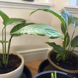 Live Peace Lily Plant