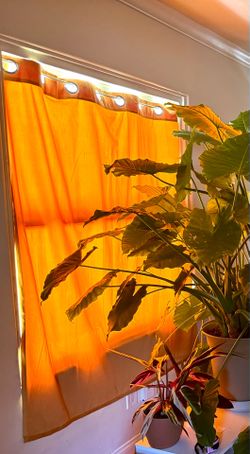 Pair of Orange Velvet Curtains