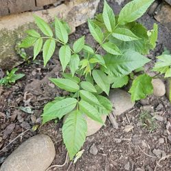 Black Walnut Baby Plant Starters 