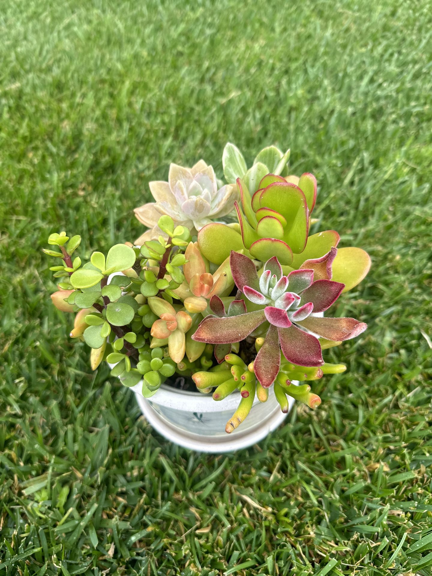 Succulents $15 Gift 🎁 