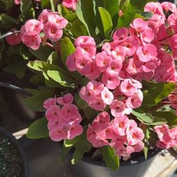 Euphorbia Milli Plants Coronas De Cristo