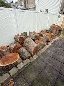 Fresh Cut Hardwood Logs