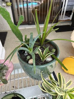 Enchanted Greenery Boutique 