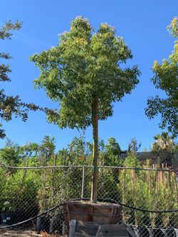 Camphor tree 36” box
