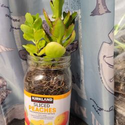 Kalanchoe, Orange Flowers