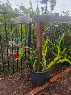 4 in 1 dragon varieties in a 25 gallon container with trellis