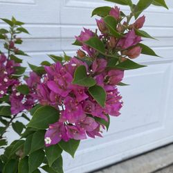 Bougainvillea, Veranera, Camelina Blooming Plant, In 5 Gallóns Pot Pick Up Only
