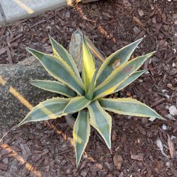 Agave Plant
